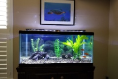 40 FW Breeder Tank